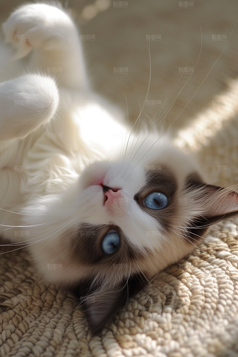 布偶猫生活自然摄影图