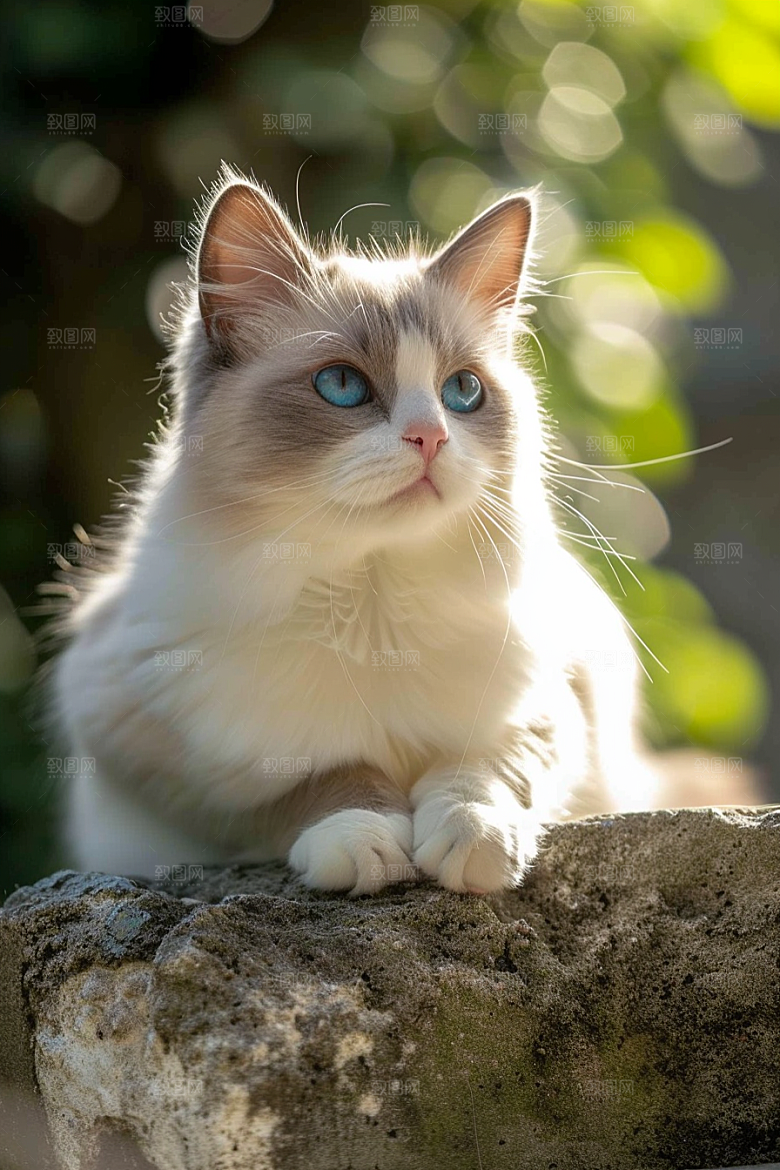 布偶猫清新自然摄影图