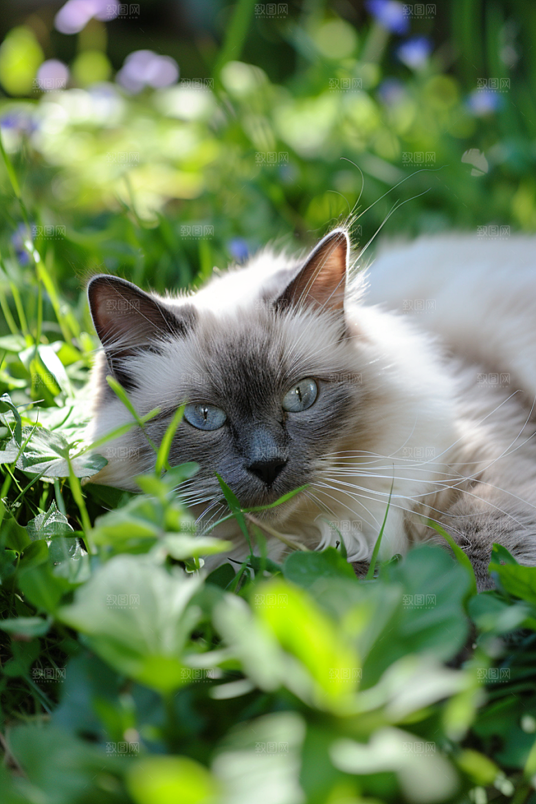 布偶猫仙女猫自然摄影图
