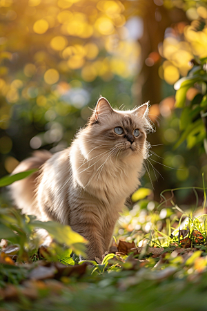 布偶猫养宠仙女猫摄影图