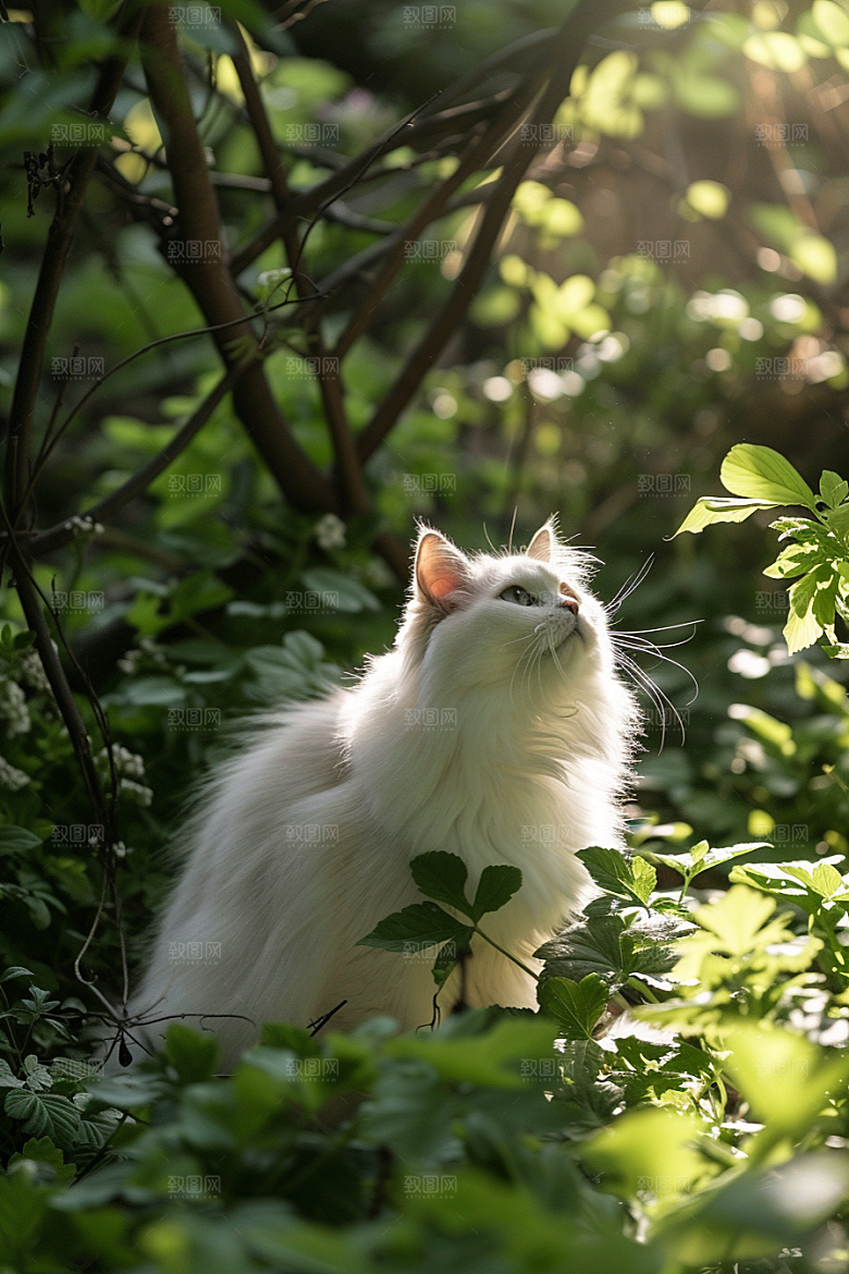 布偶猫清新宠物摄影图