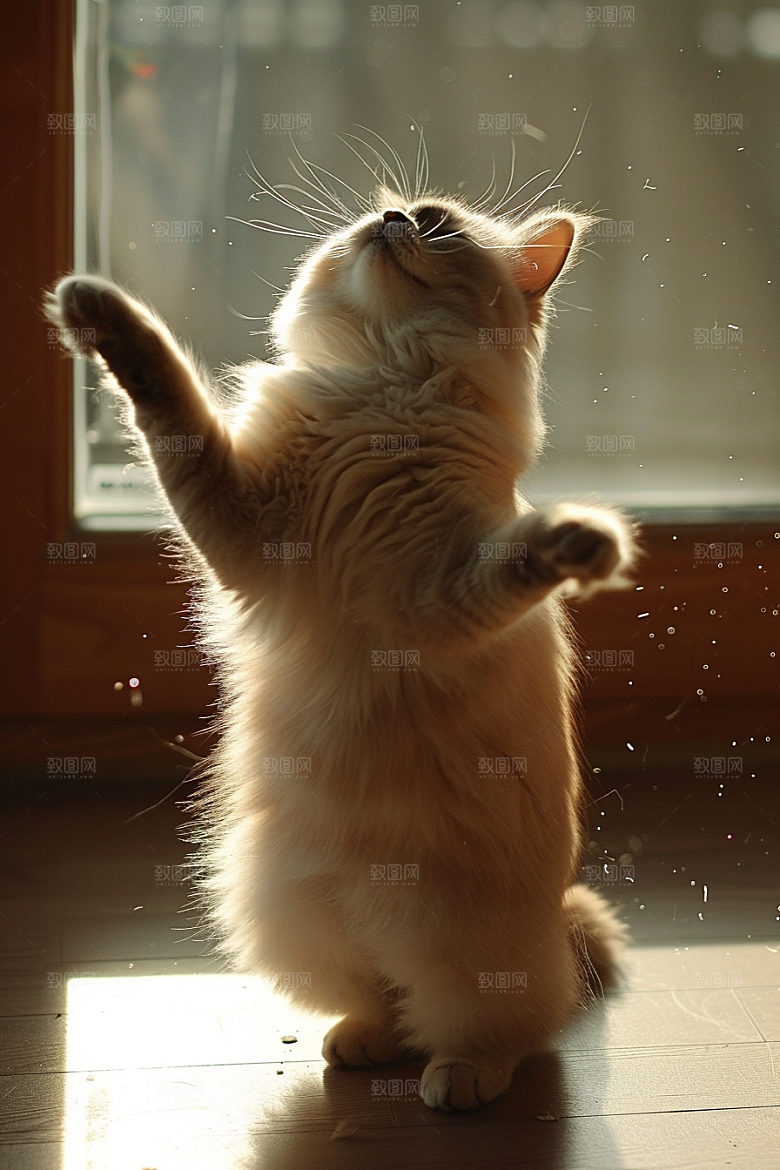 布偶猫可爱高清摄影图
