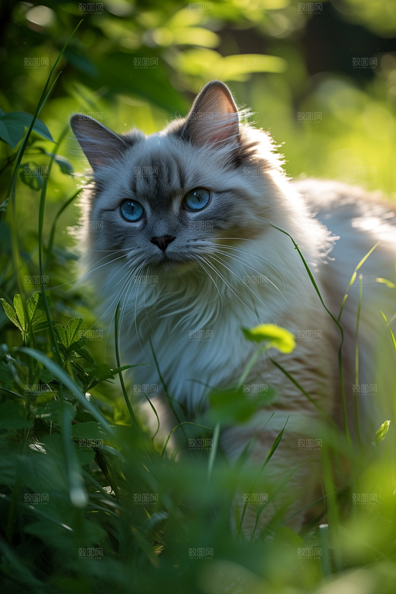布偶猫长毛猫仙女猫摄影图