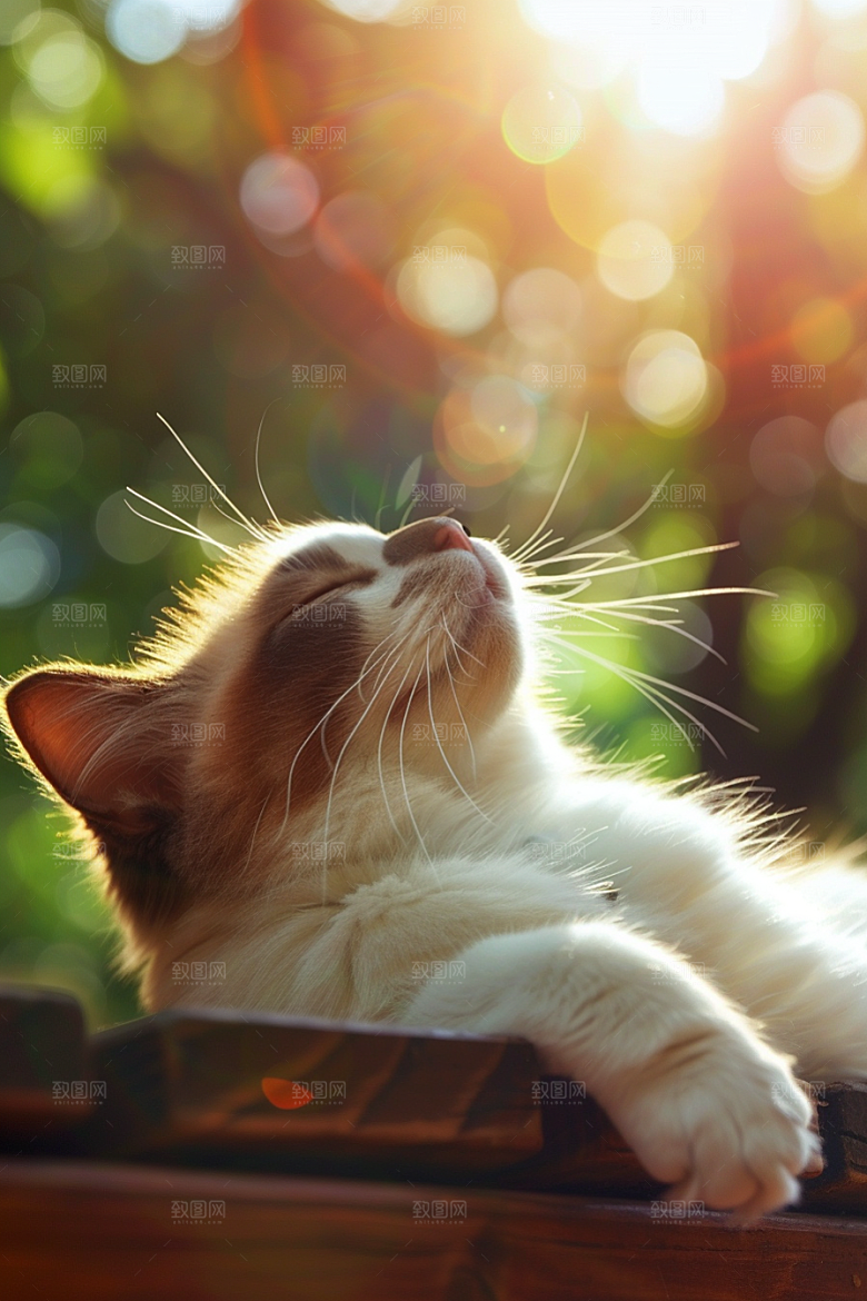 布偶猫清新长毛猫摄影图