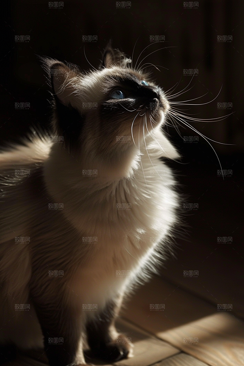 布偶猫高清清新摄影图