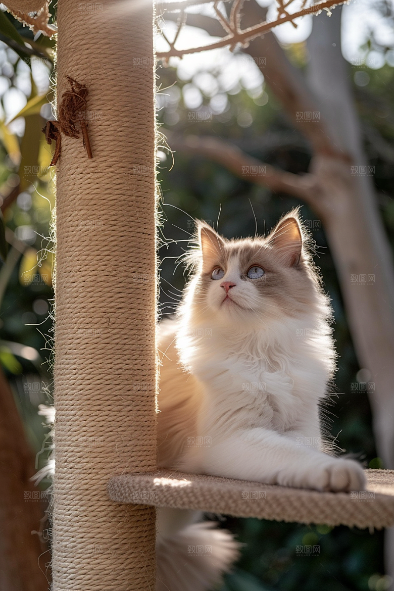布偶猫可爱仙女猫摄影图