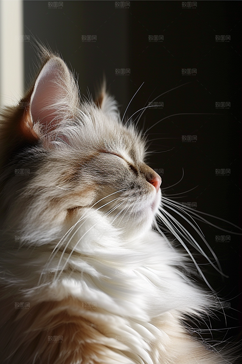 布偶猫自然长毛猫摄影图