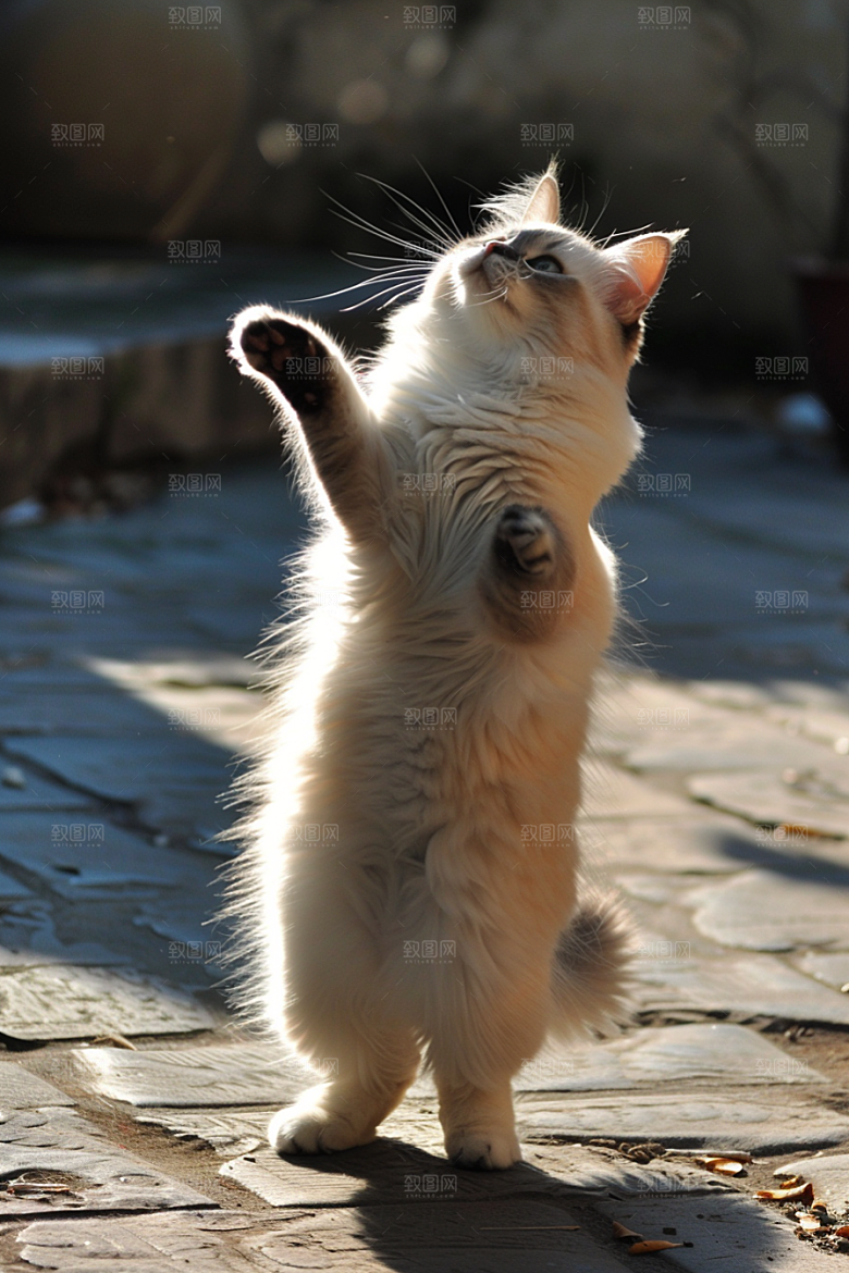 布偶猫宠物养宠摄影图