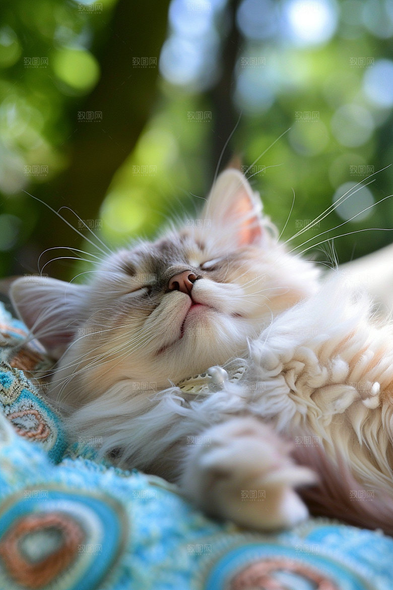 布偶猫长毛猫高清摄影图