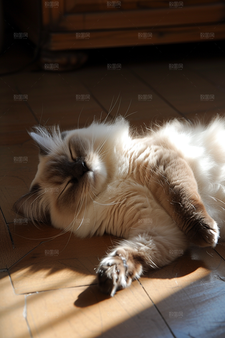 布偶猫养宠宠物摄影图