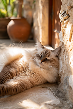 布偶猫长毛猫宠物摄影图