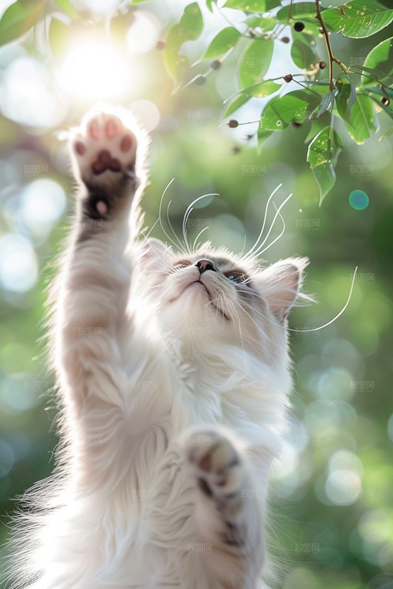 布偶猫仙女猫清新摄影图