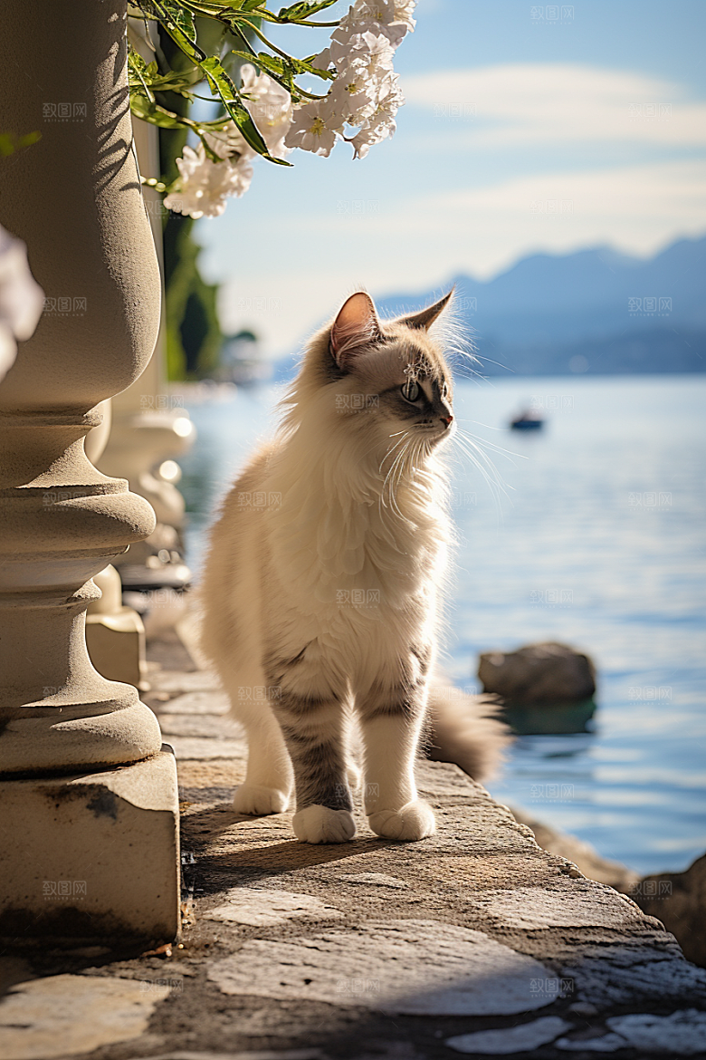 布偶猫长毛猫仙女猫摄影图