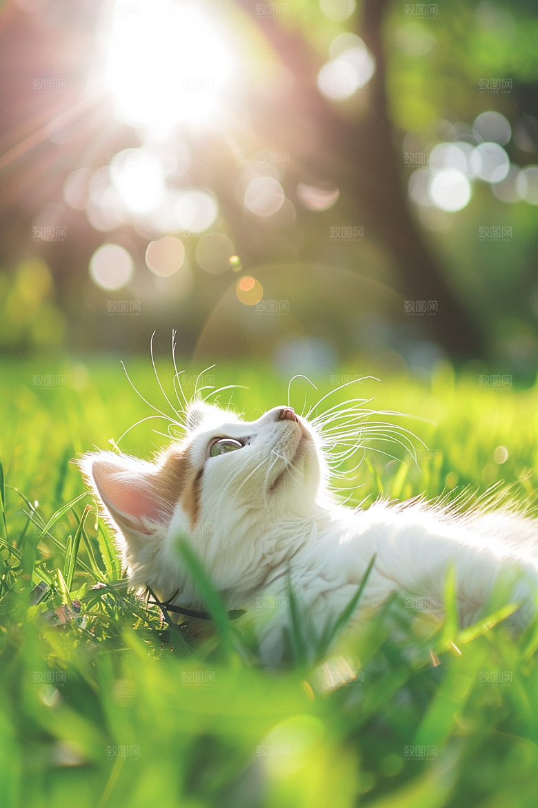 布偶猫生活家居摄影图