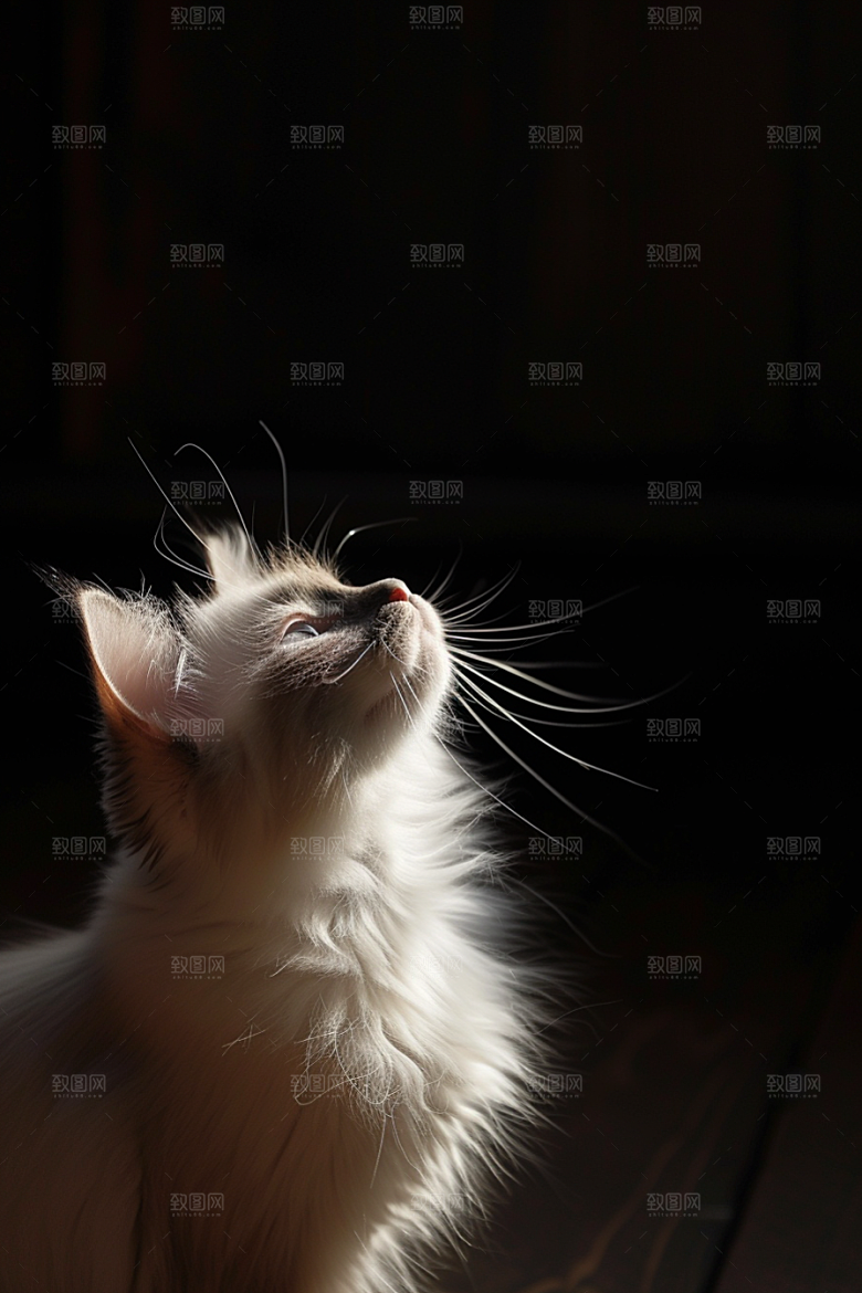 布偶猫自然高清摄影图