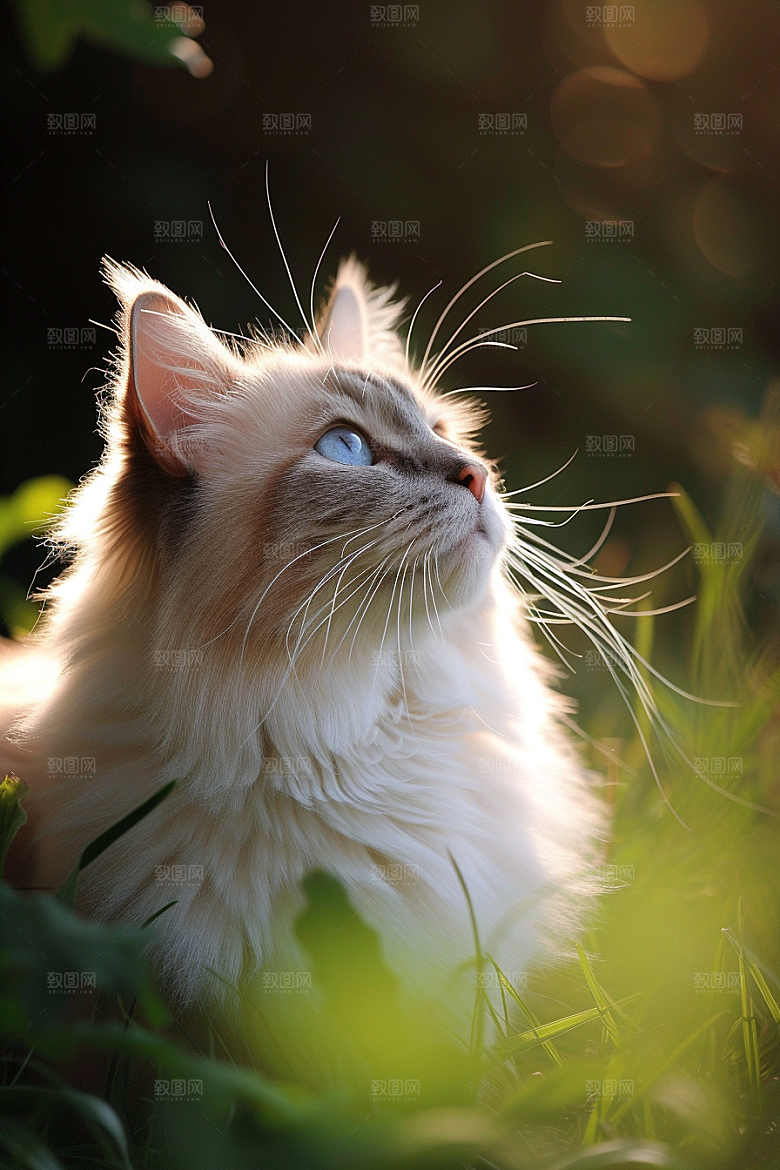 布偶猫长毛猫养宠摄影图