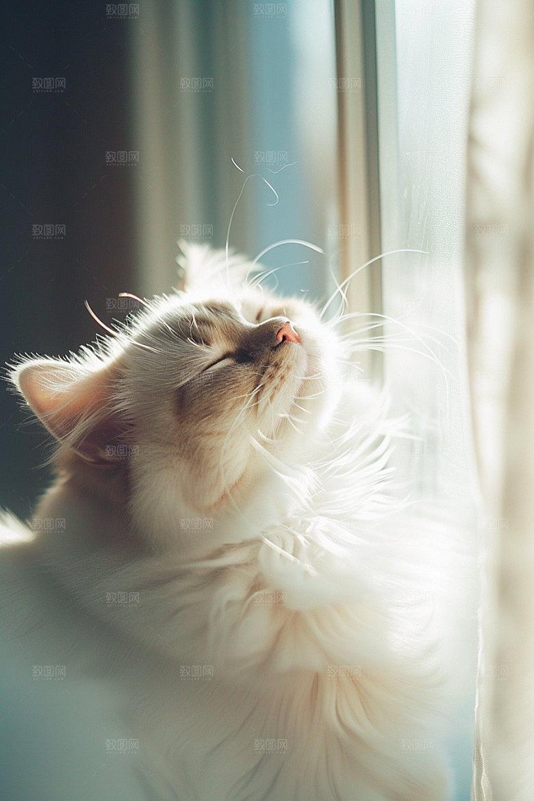 布偶猫家居可爱摄影图