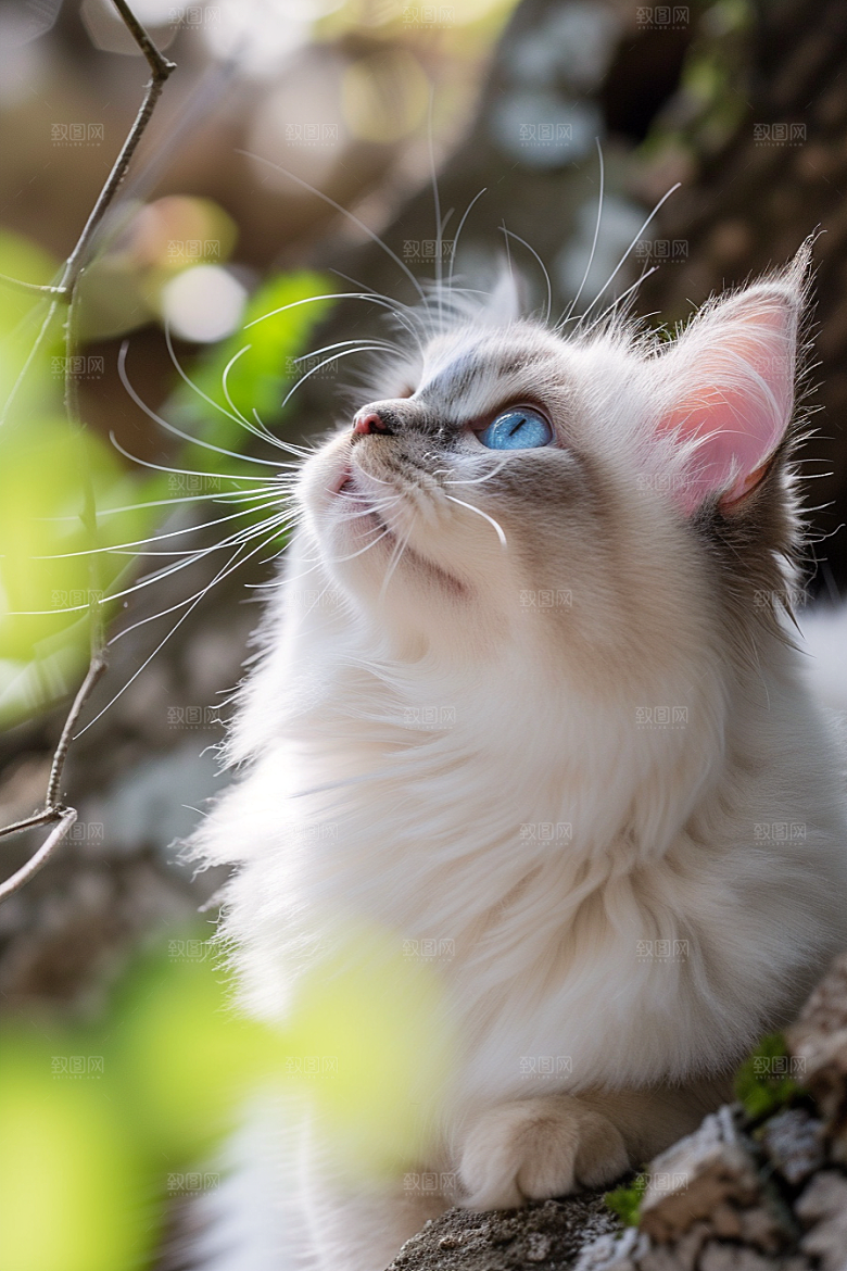 布偶猫长毛猫宠物摄影图