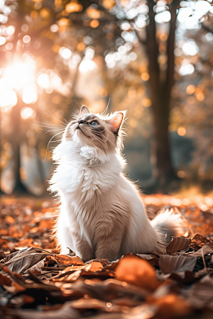 布偶猫生活仙女猫摄影图
