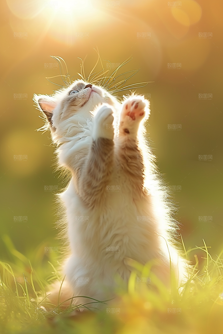 布偶猫可爱仙女猫摄影图