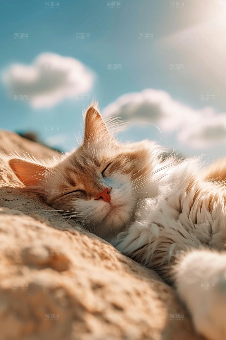 布偶猫自然养宠摄影图