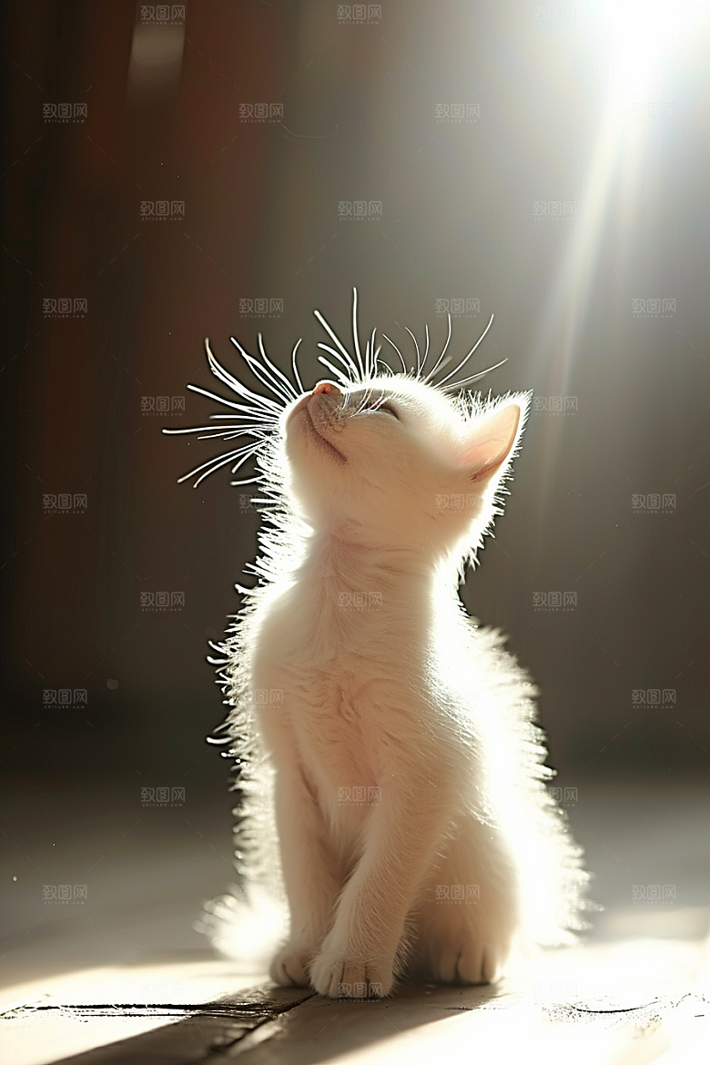 布偶猫生活自然摄影图