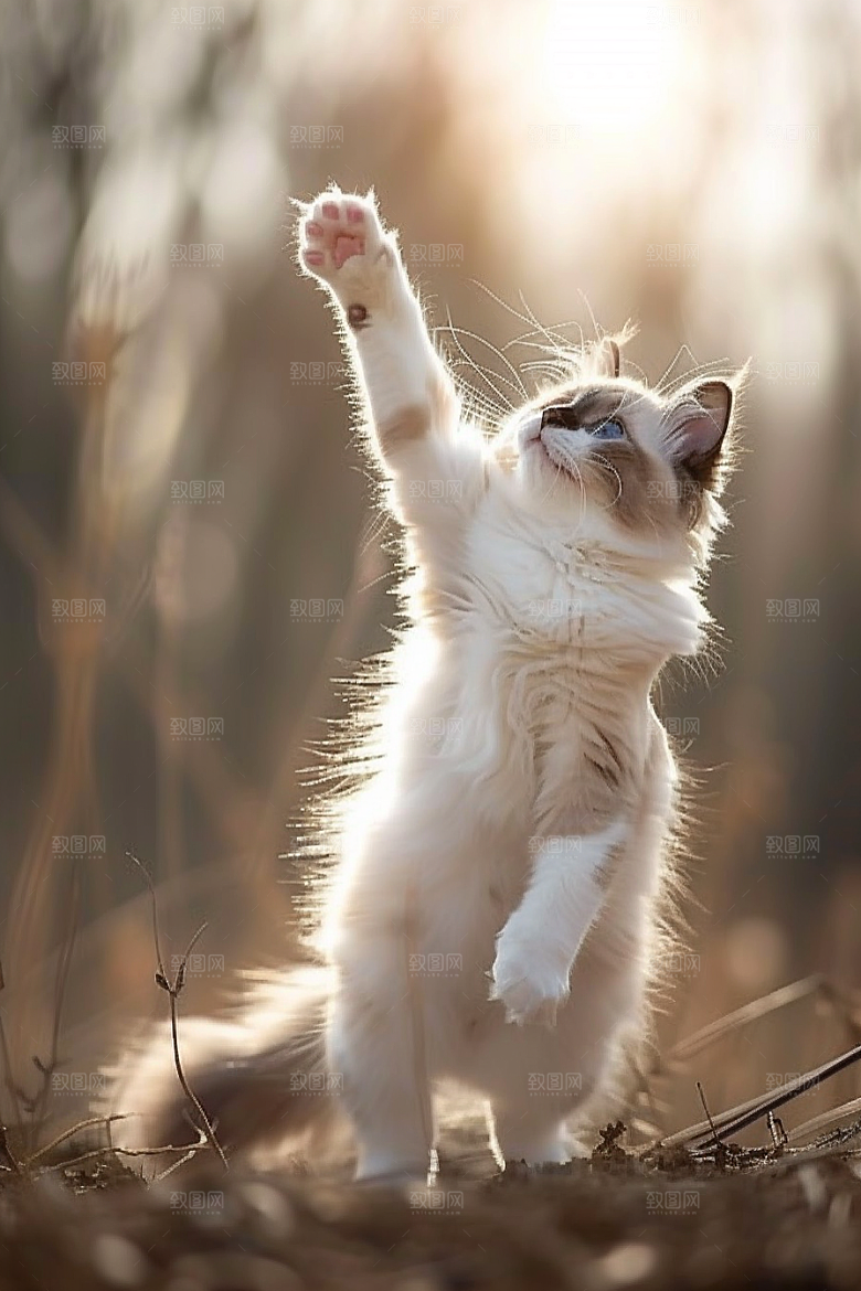 布偶猫长毛猫可爱摄影图