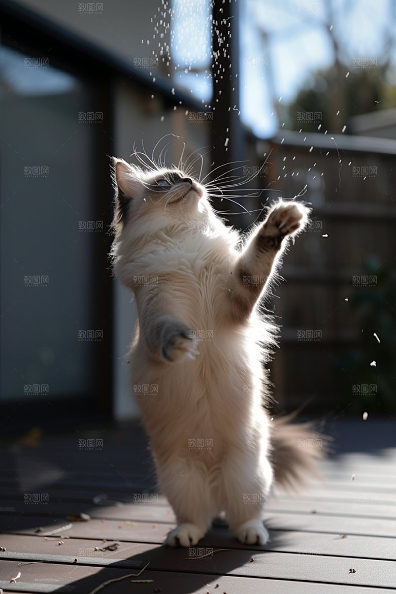 布偶猫自然清新摄影图