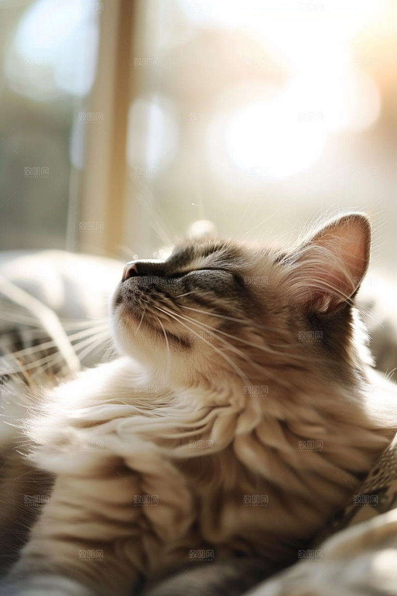 布偶猫长毛猫生活摄影图