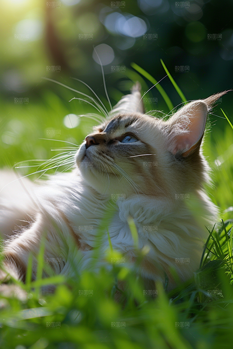 布偶猫宠物仙女猫摄影图