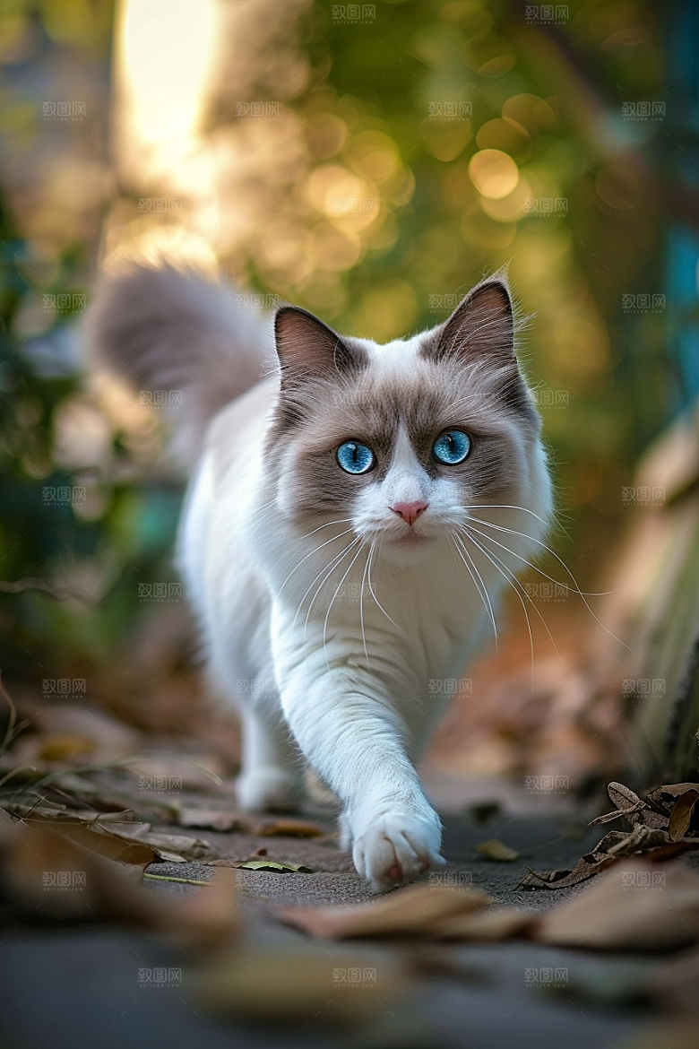 布偶猫清新仙女猫摄影图