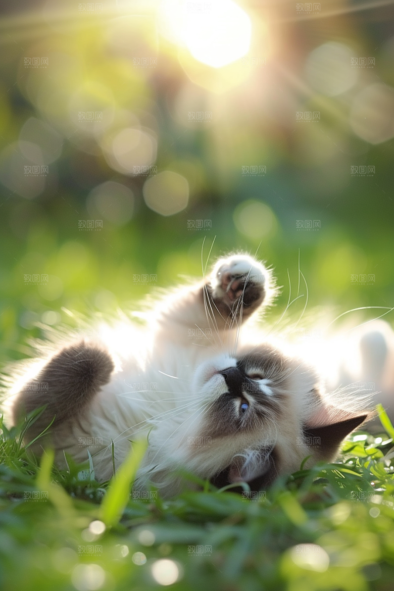布偶猫可爱仙女猫摄影图