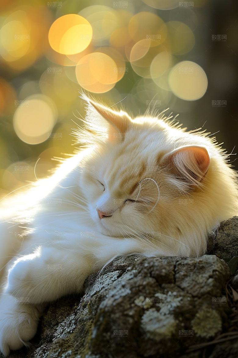布偶猫生活高清摄影图