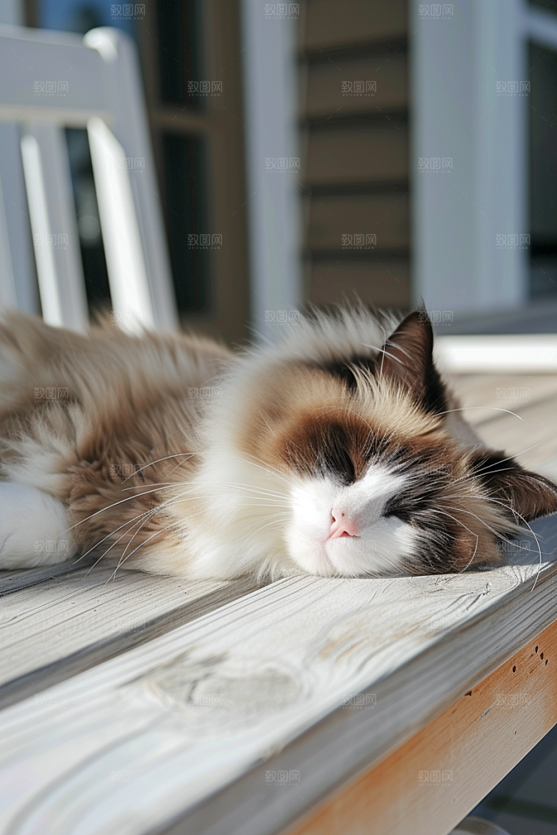 布偶猫仙女猫养宠摄影图