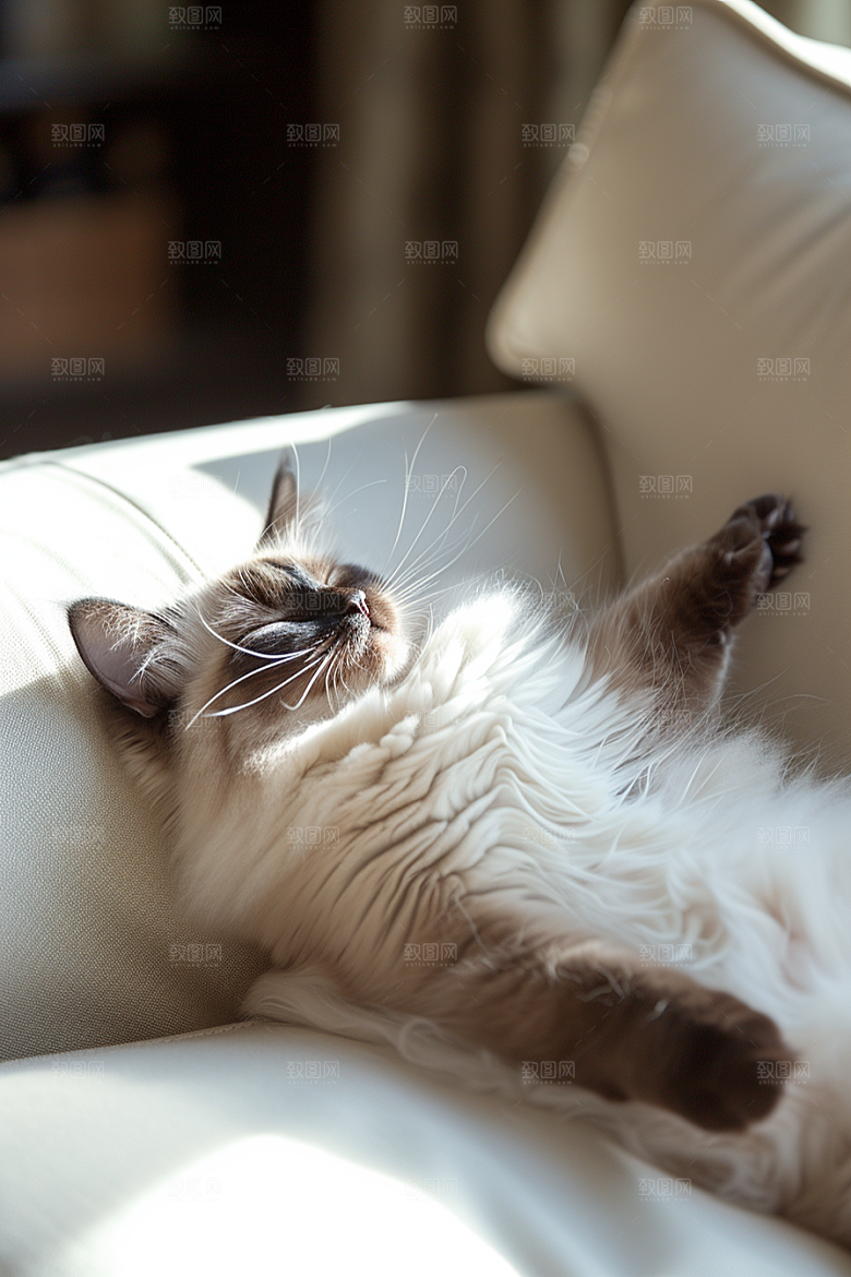 布偶猫生活清新摄影图