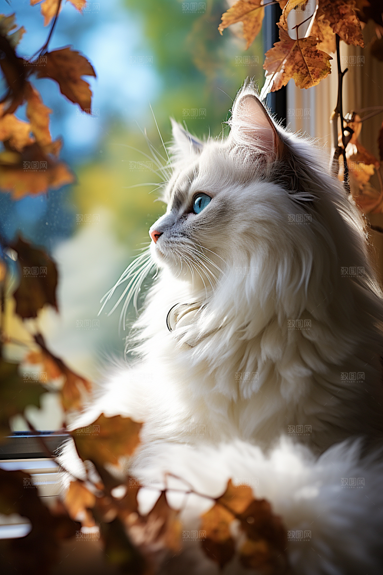 布偶猫宠物生活摄影图