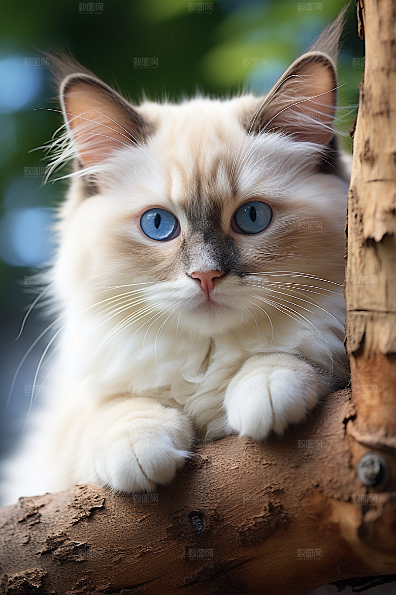 布偶猫宠物生活摄影图
