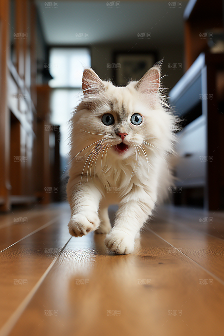 布偶猫家居可爱摄影图