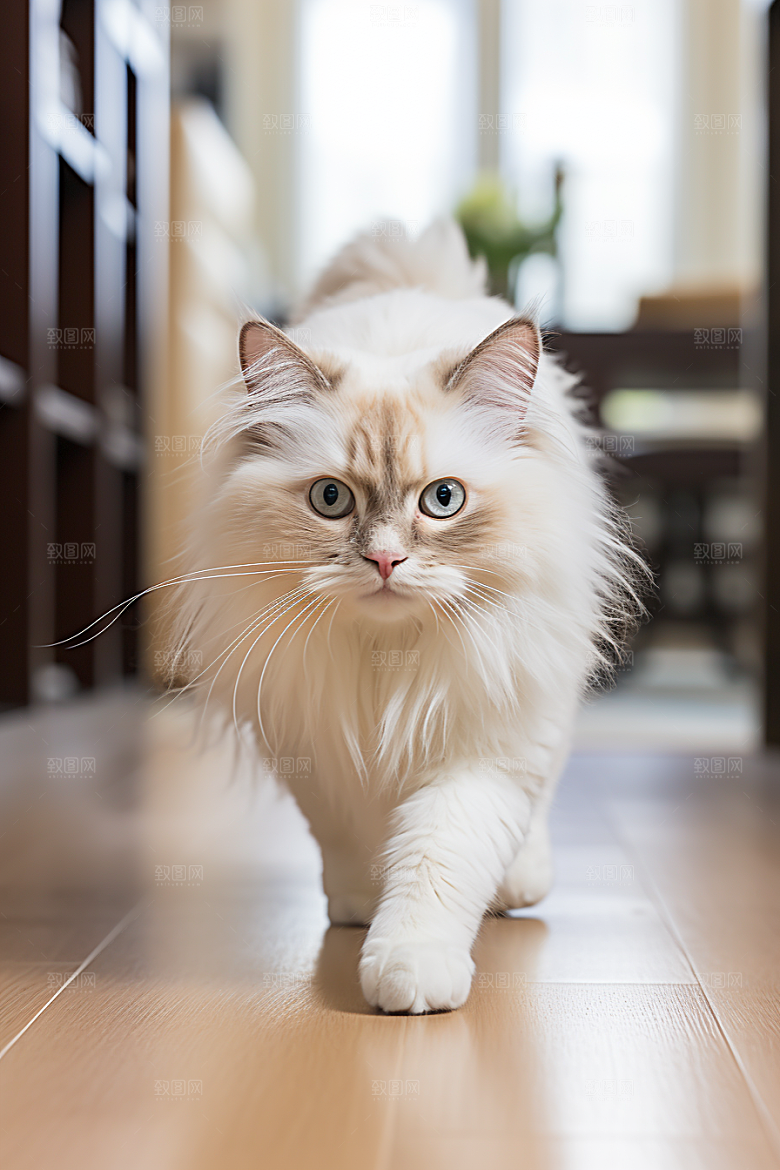 布偶猫高清家居摄影图