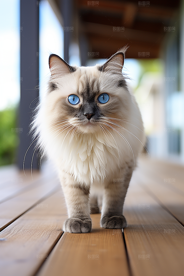布偶猫高清家居摄影图