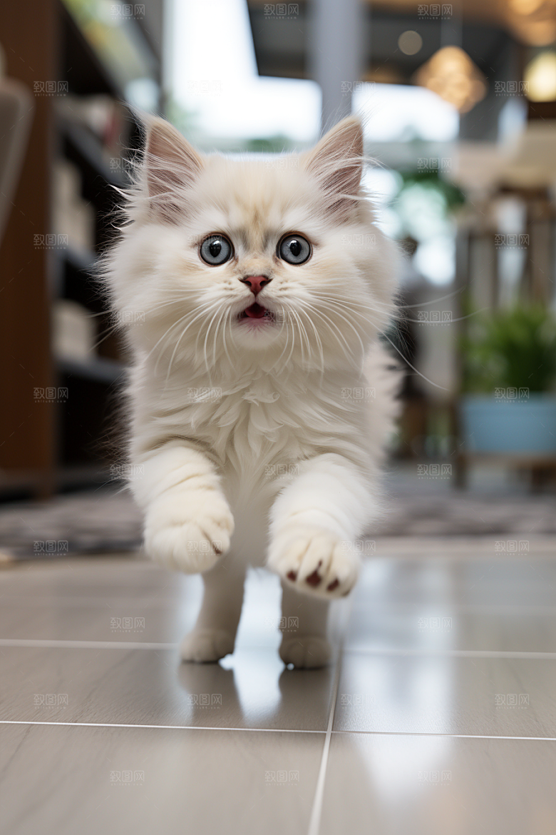 布偶猫自然生活摄影图