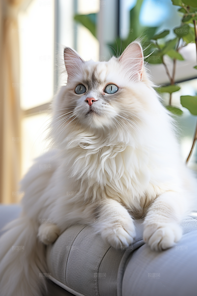 布偶猫养宠自然摄影图