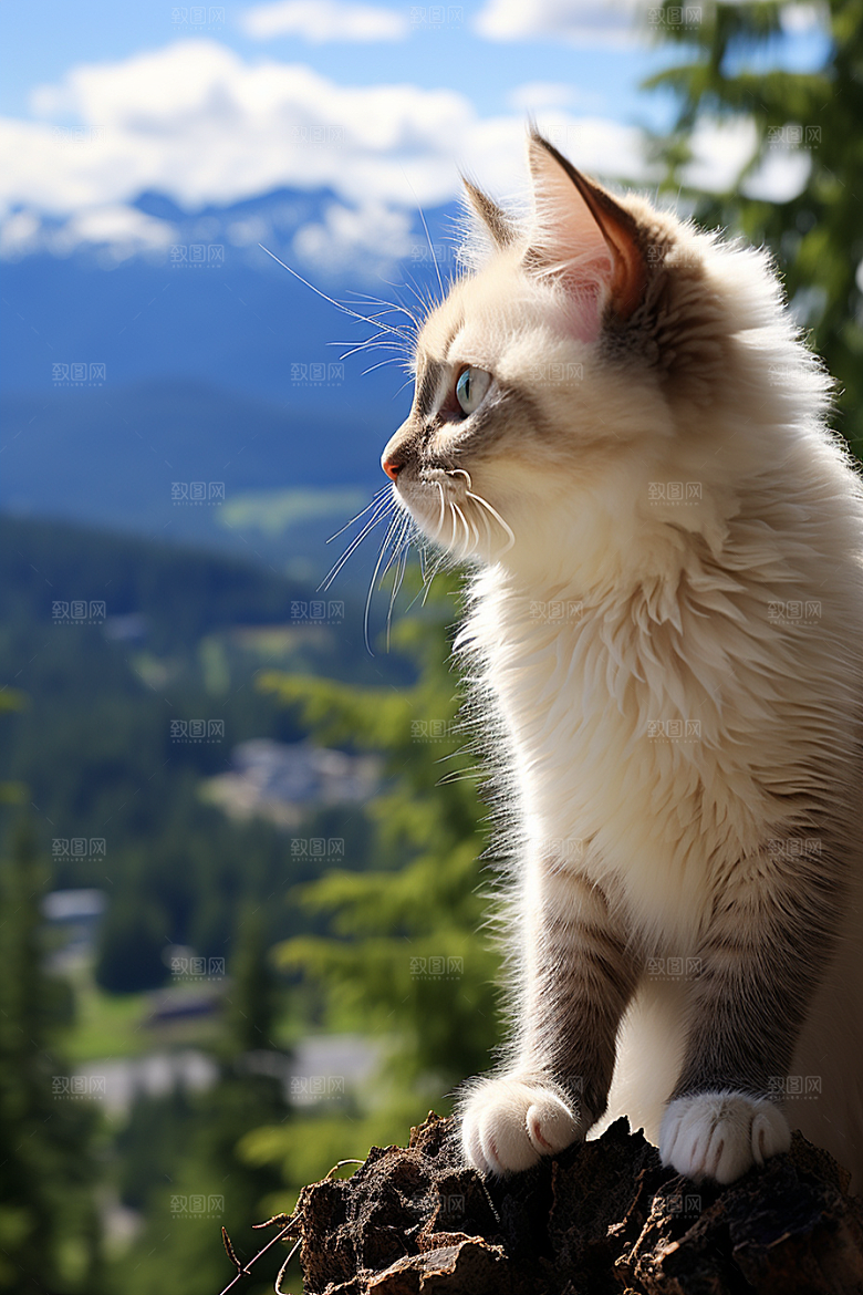 布偶猫家居仙女猫摄影图