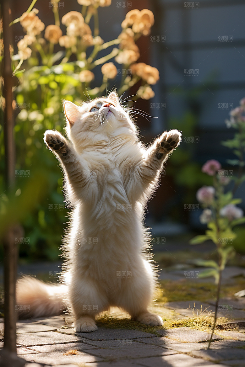 布偶猫宠物可爱摄影图