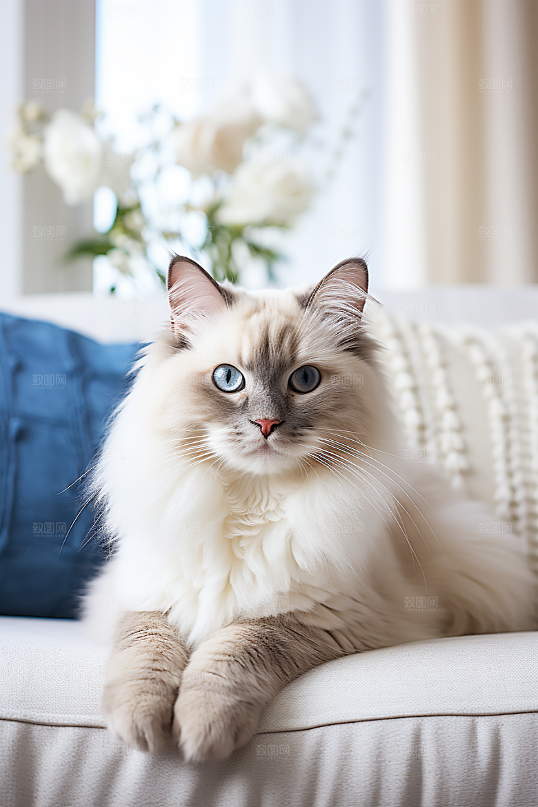 布偶猫清新长毛猫摄影图