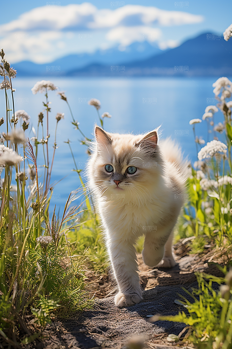 布偶猫长毛猫高清摄影图