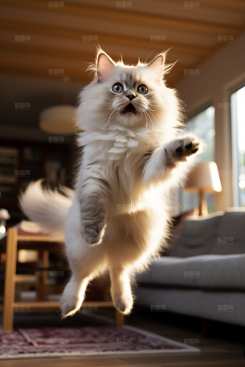 布偶猫可爱家居摄影图