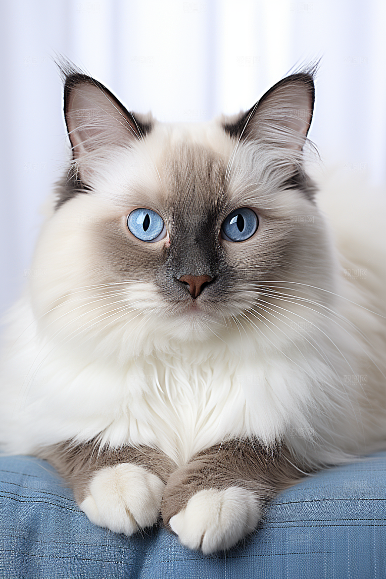 布偶猫仙女猫高清摄影图