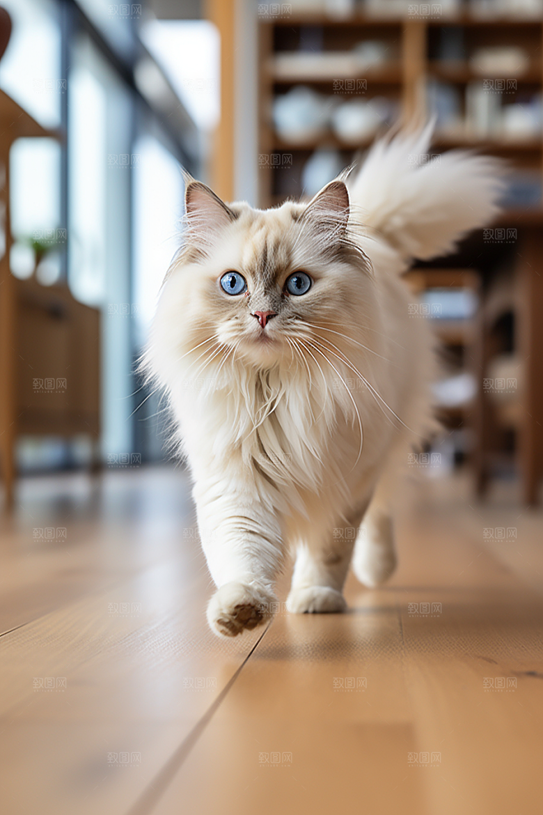 布偶猫养宠生活摄影图