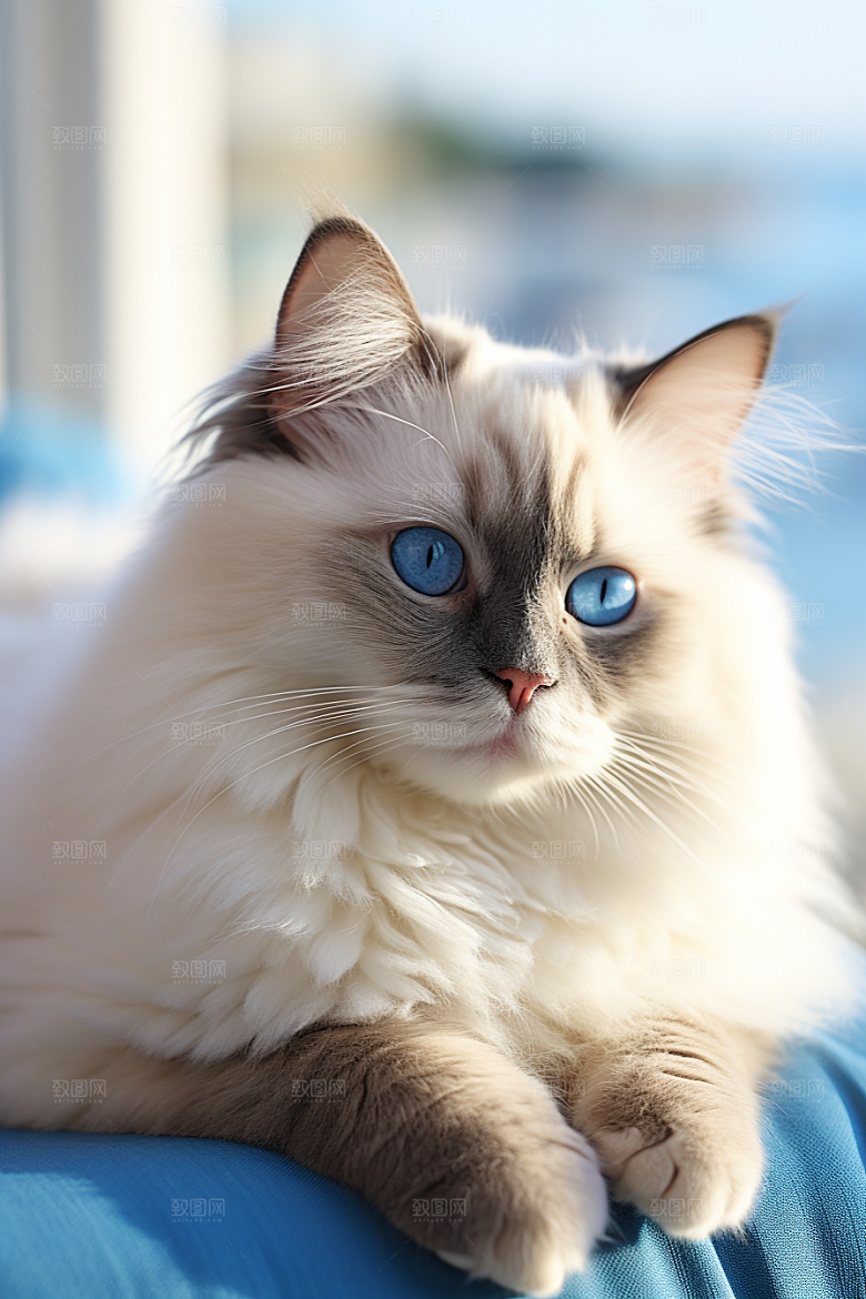 布偶猫可爱宠物摄影图
